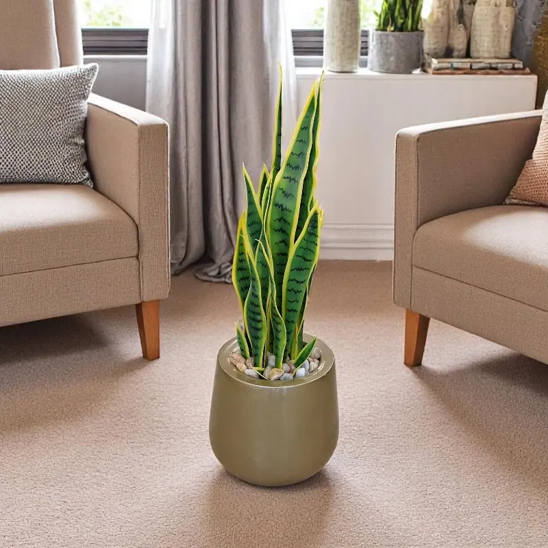 tiger-skin-plant-29809